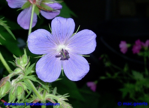 Geranium transbaicalicum